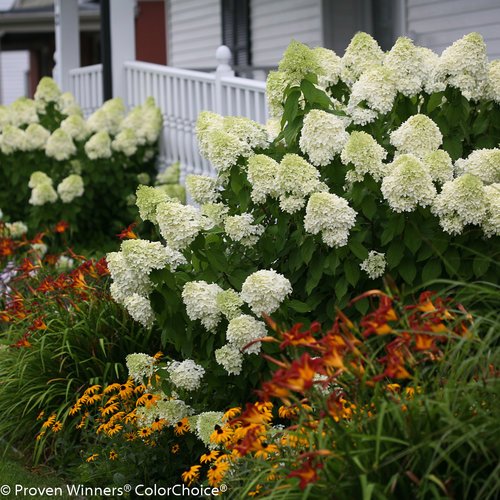 Limelight Hydrangea