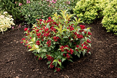 Maroon Swoon&#8482; Weigela