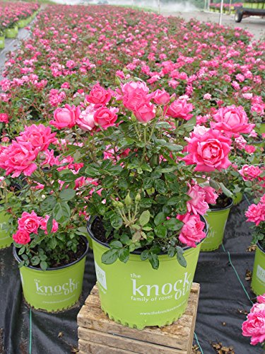 Pink Double Knock Out® Rose