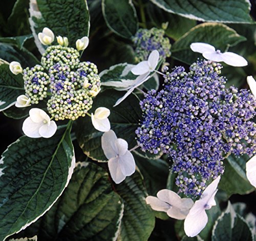 Light O Day Hydrangea