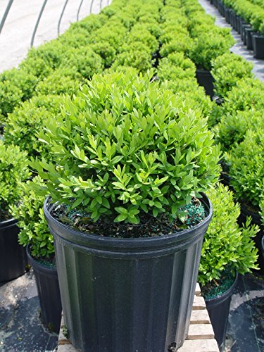 Tide Hill Boxwood