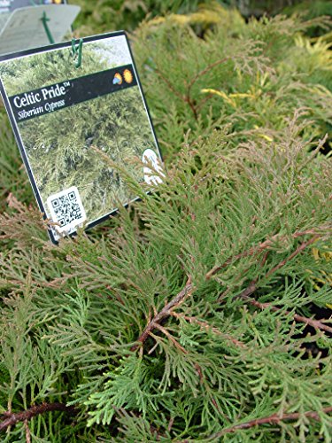 Celtic Pride® Siberian Cypress