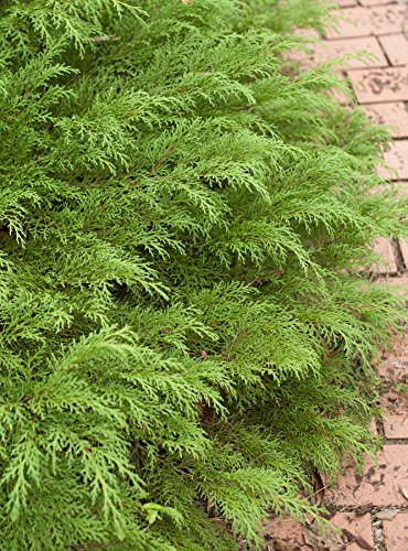 Celtic Pride® Siberian Cypress