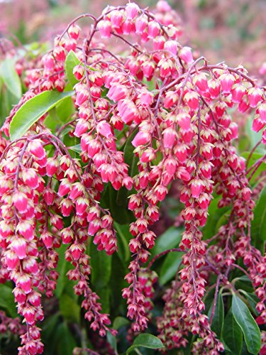 PIERIS JAPONICA `VALLEY VALENTINE`