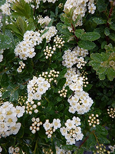 Snowmound Spirea