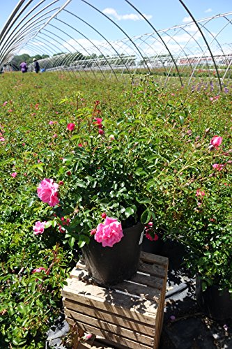 Pink Flower Carpet Rose