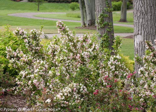 Sonic Bloom® Pearl Weigela