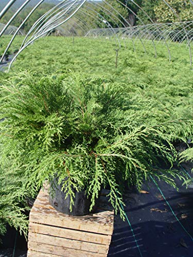 Russian Cypress