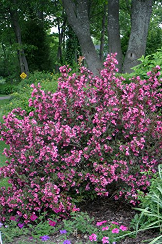 Wine & Roses® Weigela