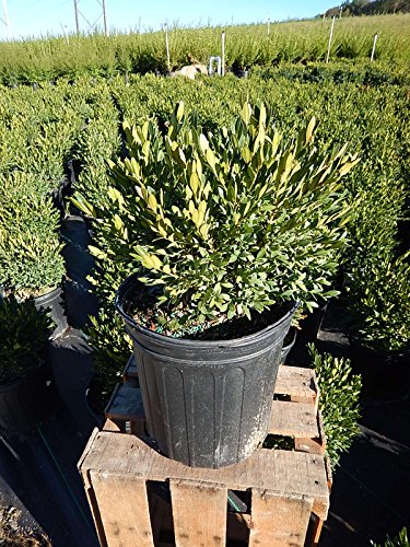 Green Gem Boxwood