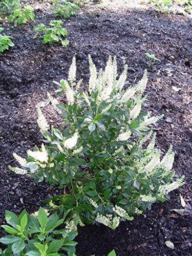 Summer Sweet / Sweet Pepper Bush