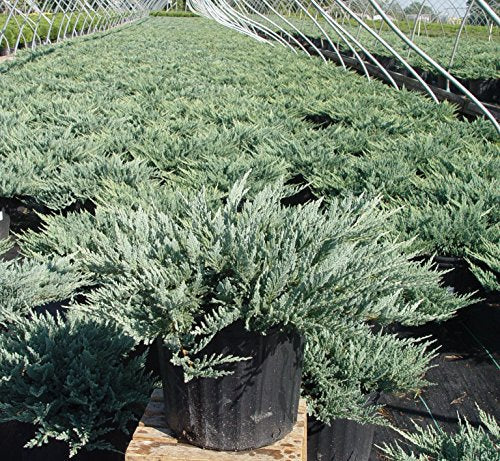 Blue Chip Creeping Juniper