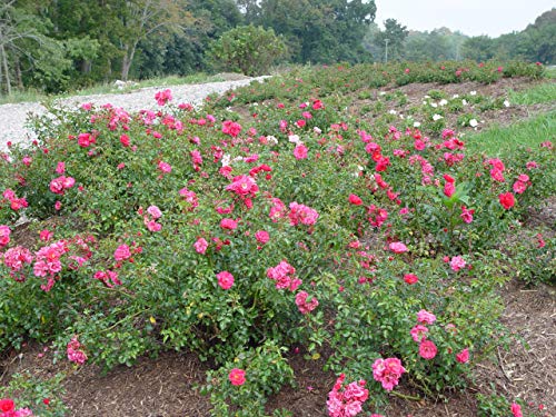 Pink Flower Carpet Rose