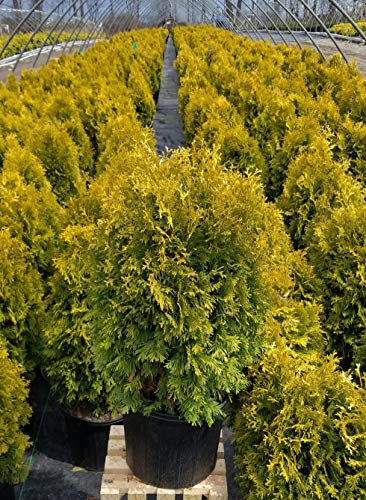 Amber Gold Arborvitae