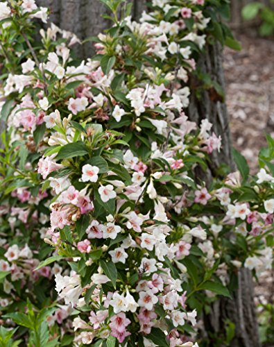 Sonic Bloom® Pearl Weigela