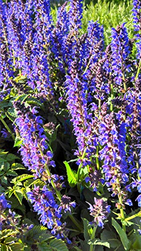 May Night Meadow Sage