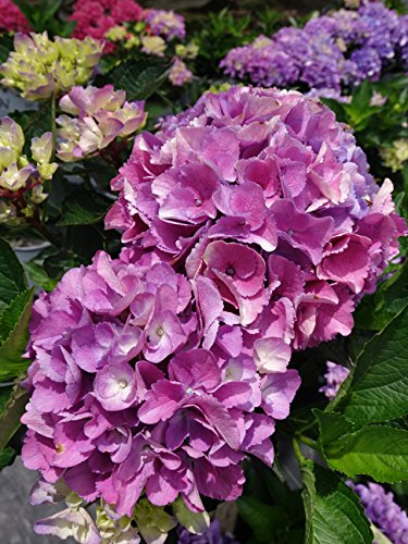 HYDRANGEA M CL `VENICE`