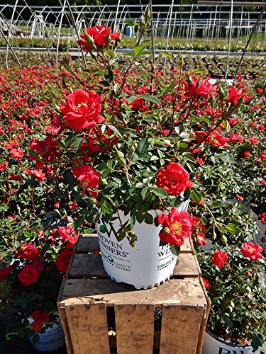 Oso Easy® Urban Legend® Landscape Rose