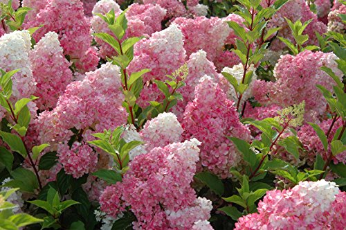 Strawberrry Sundae® Hydrangea