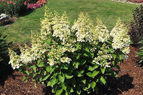 Candelabra™ Panicle Hydrangea