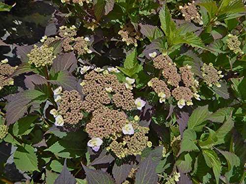 Tuff Stuff™ Reblooming Mountain Hydrangea