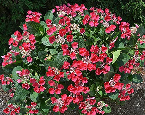 Cherry Explosion Bigleaf Hydrangea