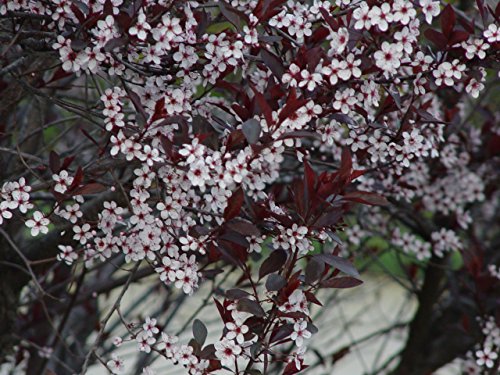 Purpleleaf Sandcherry