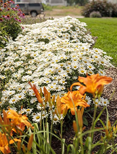 Daisy May™ Shasta Daisy