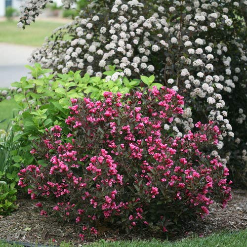 Wine & Roses® Weigela