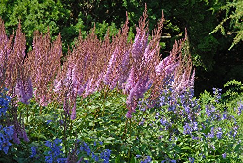 Purple Candles Astilbe