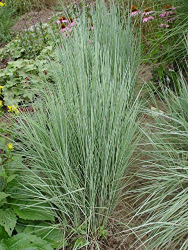 Standing Ovation Little Bluestem