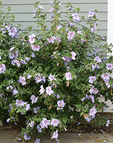 Azurri Blue Satin® Rose of Sharon