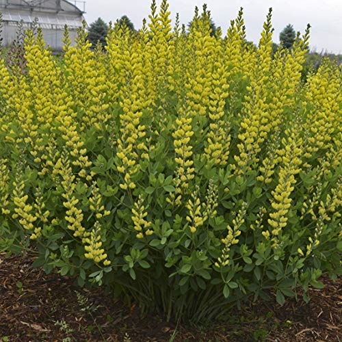 American Goldfinch False Indigo