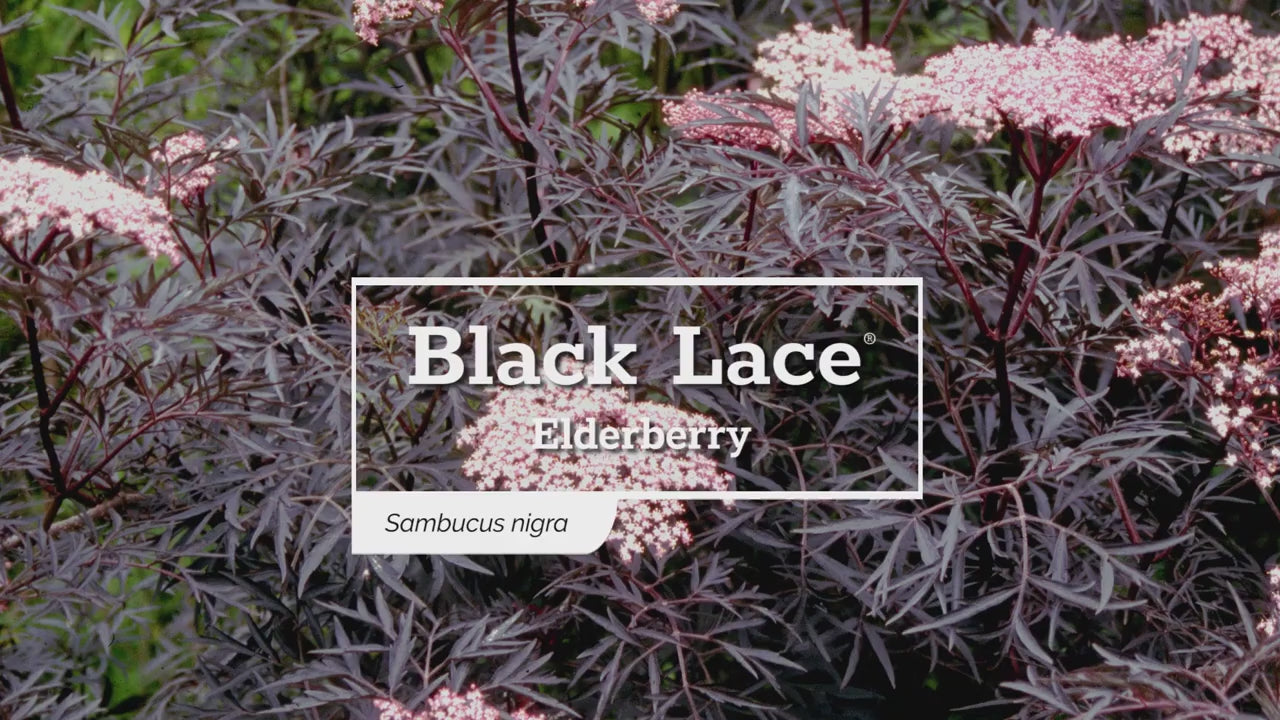 Sambucus nigra Black Lace® (Elderberry)
