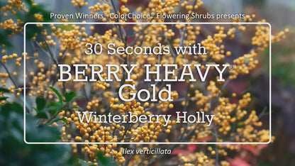 Berry Heavy® Gold Winterberry