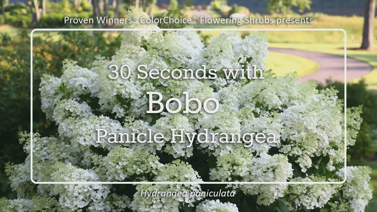 Bobo® Hardy Hydrangea – Green Promise Farms