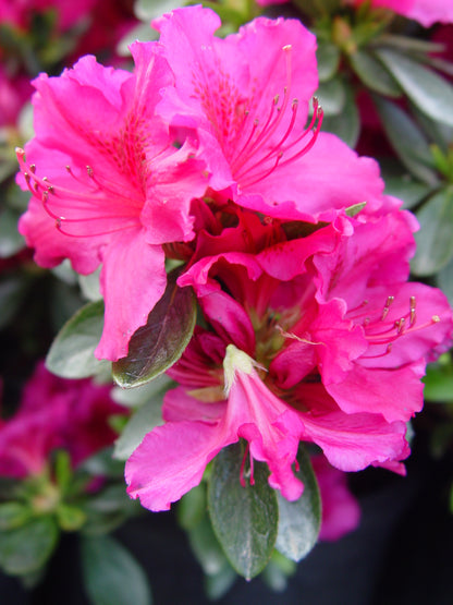 Girards Crimson Azalea
