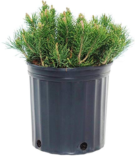 A Dwarf Mugo Pine tree in a black pot, showcasing green foliage and a sturdy, small trunk.