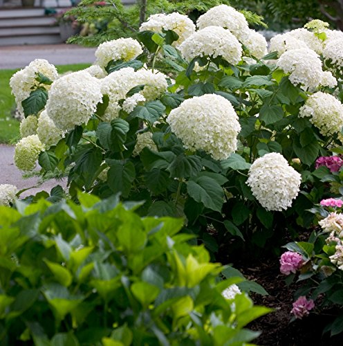 A Hydrangea shrub with large round white flower heads and green leaves, growing in a garden setting.