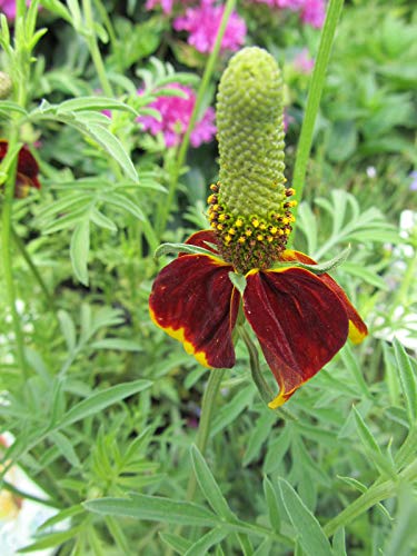 A Mexican Hat Plant with red flowers and a green, conical seed head.