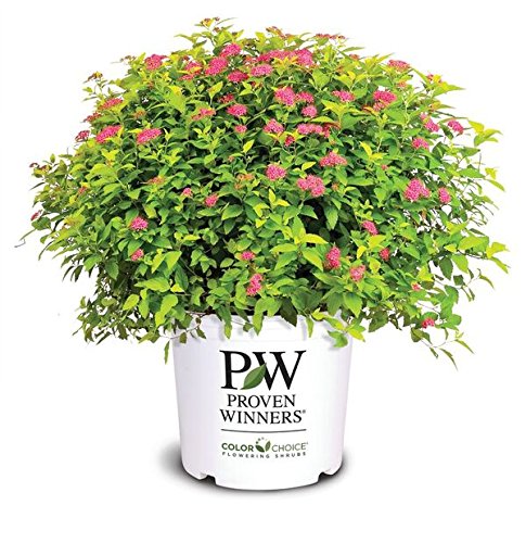 A Proven Winners branded shrub with vibrant orange foliage and pink flowers in a white pot.