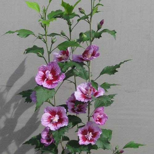 A Purple Pillar rose of Sharon plant with narrow green foliage and purple blooms.