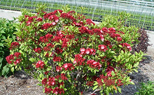 A 'Raspberry Glow' Mountain Laurel shrub with dark green foliage and clusters of raspberry-pink flowers.