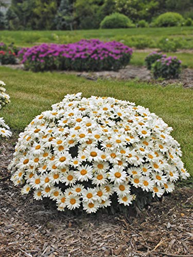 A Shasta Daisy with white flowers and a yellow center, growing in a garden setting with a background of various colored flowers.
