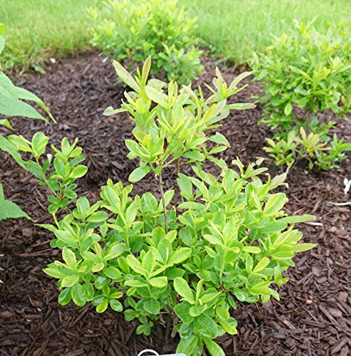 A Swamp Azalea plant with green leaves and bushy growth, situated in a garden setting with mulch around its base.
