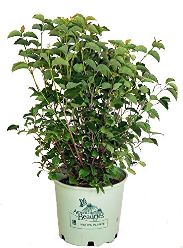 A Viburnum dentatum 'Blue Blaze' plant with white flowers and blue fruit, delivered in a green pot with a logo on the bottom.