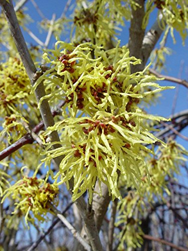 A Witch Hazel shrub with buttery yellow flowers in bloom against a blue sky.