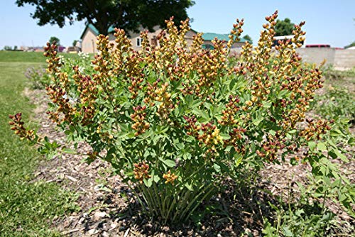 A bush of Cherry Jubilee False Indigo with deep maroon buds and bicolor maroon and yellow flowers in bloom, set against a backdrop of blue-green foliage.