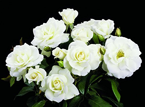 A bush of Iceberg Floribunda Rose with clusters of white flowers and green foliage against a black background.