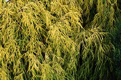 A close-up image of Gold Thread Cypress foliage showing the yellow color and needle-like leaves.